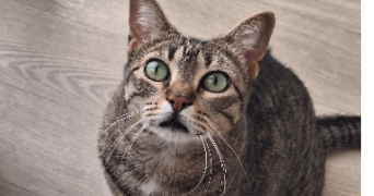 daniela pet sitter à LE TAILLAN MEDOC 33320_1