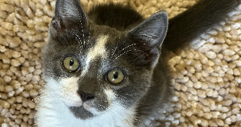 morganne pet sitter à GRAMBOIS 84240_3