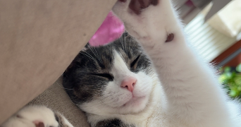 léonie pet sitter à MONT ST AIGNAN 76130_2
