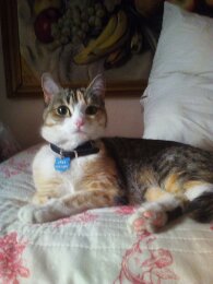 Sarah pet sitter à Bitche 57230_8