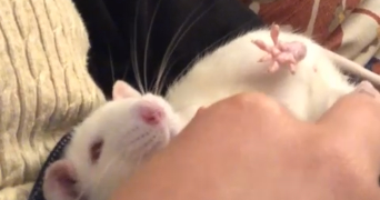 kazuhi pet sitter à MARSEILLE 07 13007_3