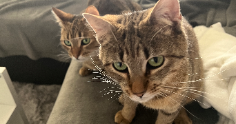 kevin pet sitter à LE PLESSIS ROBINSON 92350_5