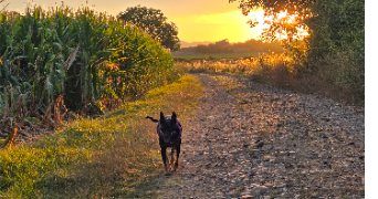 daphnée pet sitter à PESSAT VILLENEUVE 63200_0