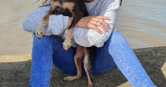 chloé pet sitter à ST AUBIN DE BLAYE 33820_0