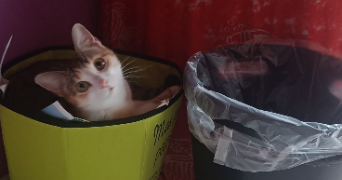 oave pet sitter à LYON 09 69009_3