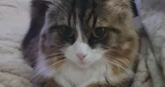 martine pet sitter à NIEUL LE DOLENT 85430