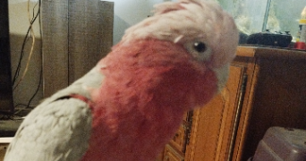 alexie pet sitter à VIJON 36160_1