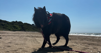 chloe pet sitter à LA ROQUE BAIGNARD 14340_2