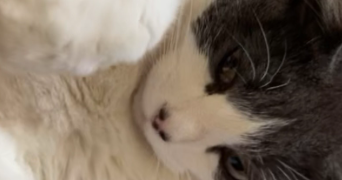 lola pet sitter à PARIS 20 75020_2