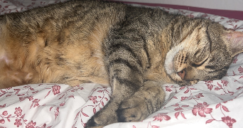 clarabouillault pet sitter à ROUEN 76000_8