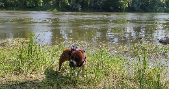 laura pet sitter à RENNES 35200_3