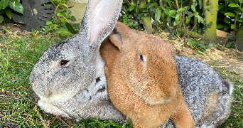 diane pet sitter à MAREIL MARLY 78750_6