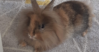 elodie pet sitter à HYERES 83400_1