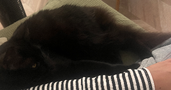 cassandra pet sitter à FONTENAY SOUS BOIS 94120_4