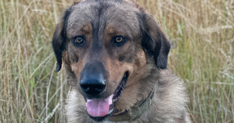 marjorie pet sitter à GEMMELAINCOURT 88170_5