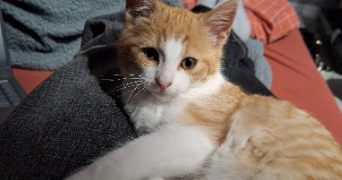 jordane pet sitter à QUETIGNY 21800_1