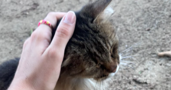 manon pet sitter à LEGUEVIN 31490_3