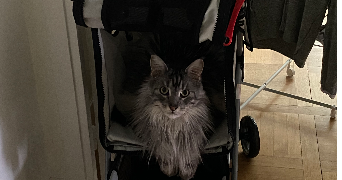 elodie pet sitter à Garches 92380_0