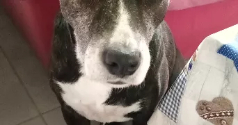 monique pet sitter à CHAROLLES 71120