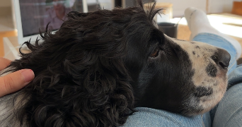 aida pet sitter à PARIS 15 75015_4