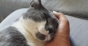 manon pet sitter à ROUBAIX 59100_4