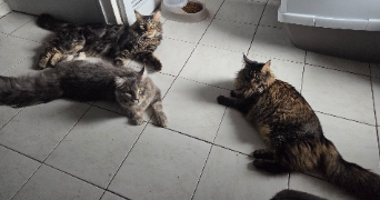 kelly pet sitter à PERPIGNAN 66100_2