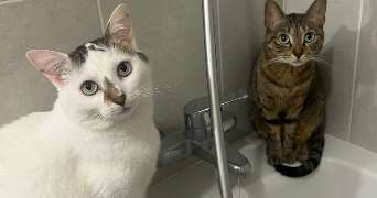 johanna pet sitter à VELIZY VILLACOUBLAY 78140_3