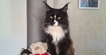 nelly pet sitter à MANDEURE 25350_2