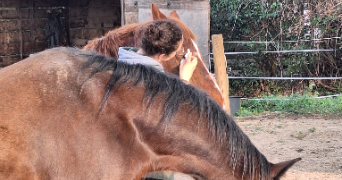 zoé pet sitter à LE HAVRE 76600_5