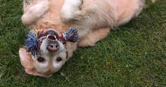 claudie pet sitter à ROZ LANDRIEUX 35120_8