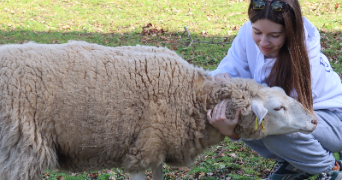 maïana pet sitter à BOUCAU 64340_1