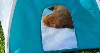 céline  pet sitter à MELZ SUR SEINE 77171_1