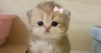 lina pet sitter à PARIS 15 75015