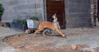 angélique pet sitter à Grammond 42140_7