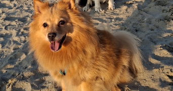 manon pet sitter à MOUSTIER EN FAGNE 59132_3