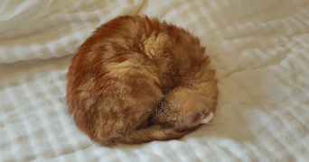lya pet sitter à MAGNIEU 01300_3