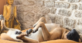 sylvain  pet sitter à DADONVILLE 45300_3