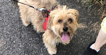 manon pet sitter à STRASBOURG 67200_3