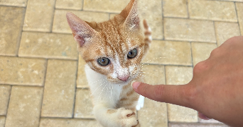 louise pet sitter à AVON 77210_3