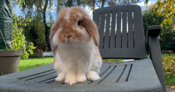 lola pet sitter à Montpellier 34090_0