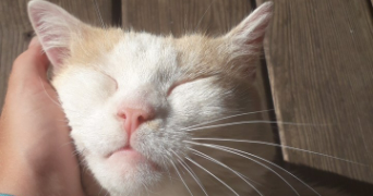 emma pet sitter à LA ROCHELLE 17000_3