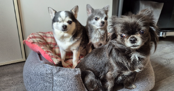 eulalie pet sitter à LALINDE 24150_2