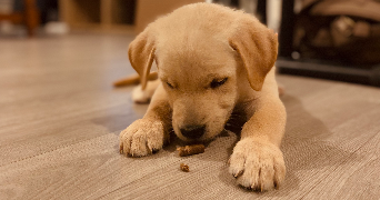 emma pet sitter à ST ALBAN LEYSSE 73230_14