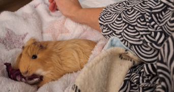 julia pet sitter à ANTONY 92160_1