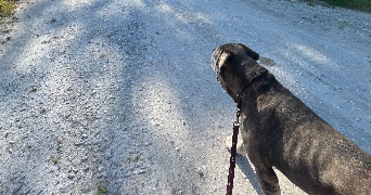romane pet sitter à ST ANDRE DE CUBZAC 33240_1