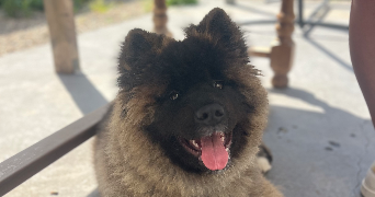 aurélie pet sitter à BEZIERS 34500_6