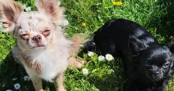 denise pet sitter à TRIEUX 54750