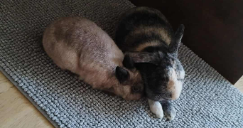 valentin pet sitter à PARIS 13 75013_6