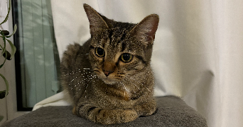 mélissa pet sitter à MASSY 91300_2