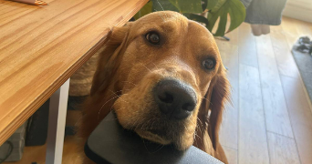 anne-claire pet sitter à LA GARENNE COLOMBES 92250_6